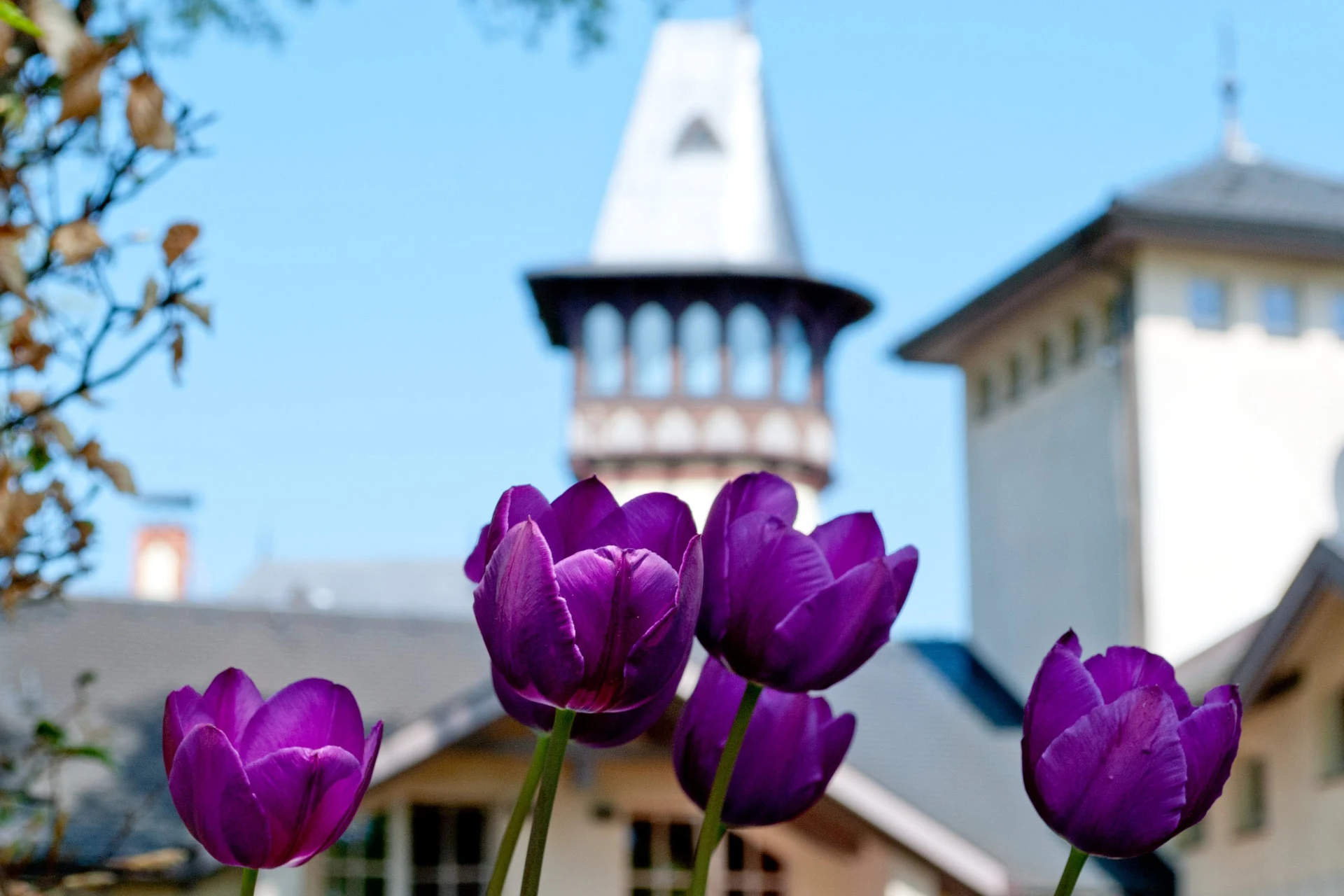 Hotel Villa Monte Vino Potsdam – Turmspitze der Villa hinter violetten Tulpen Hotel Villa Monte Vino Potsdam – Turmspitze der Villa hinter violetten Tulpen